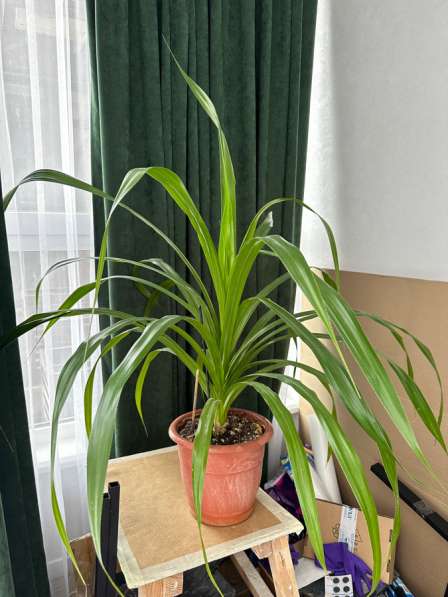 Пальма пандаус в Ростове-на-Дону