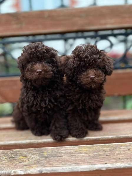 Toy poodle puppies в фото 5