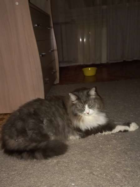 Кот сибиряк,4 года в Новосибирске фото 38