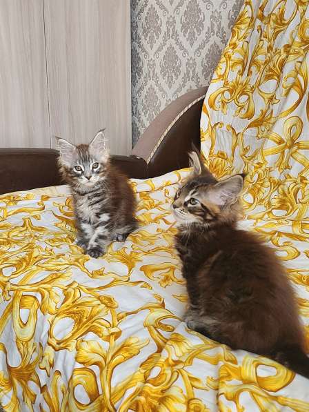 Котята мейн-кун классика и полидакты в Москве фото 3