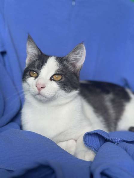 Замечательный котенок Лунтик ищет дом! в Москве фото 10