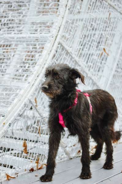 Бородатик Соня ищет дом в Москве фото 8