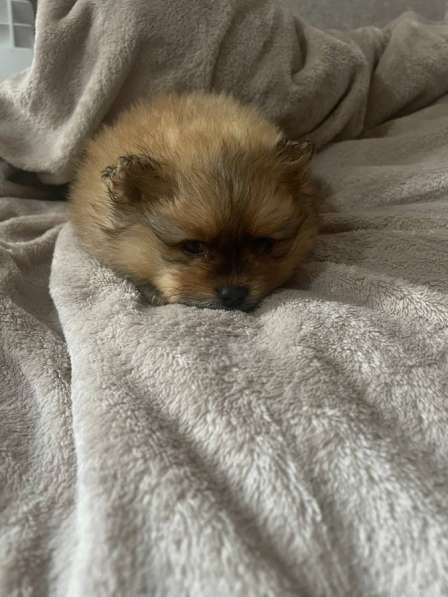 Шпиц в Красноярске