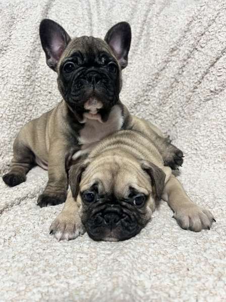 Продам щенков французского бульдога