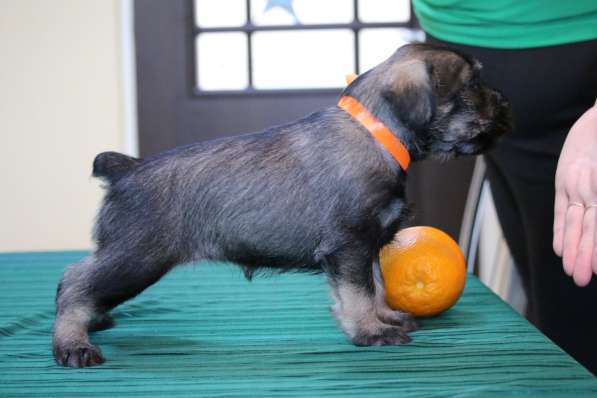 Щенки миттельшнауцера в Москве фото 15