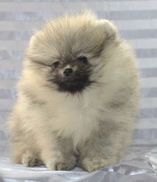 Шпиц в Санкт-Петербурге фото 25