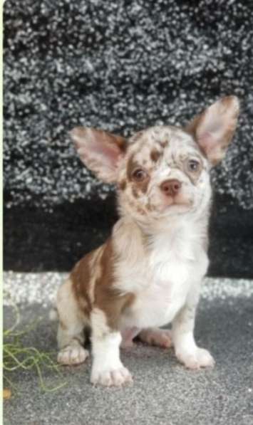 Чихуахуа. Choco merle