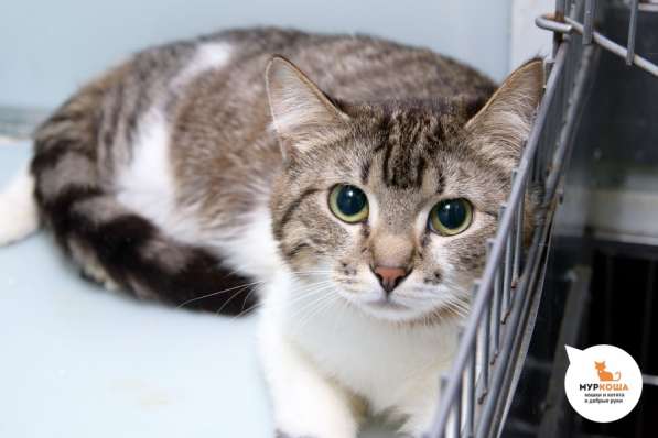 Кошка Киана ищет дом в Москве фото 4