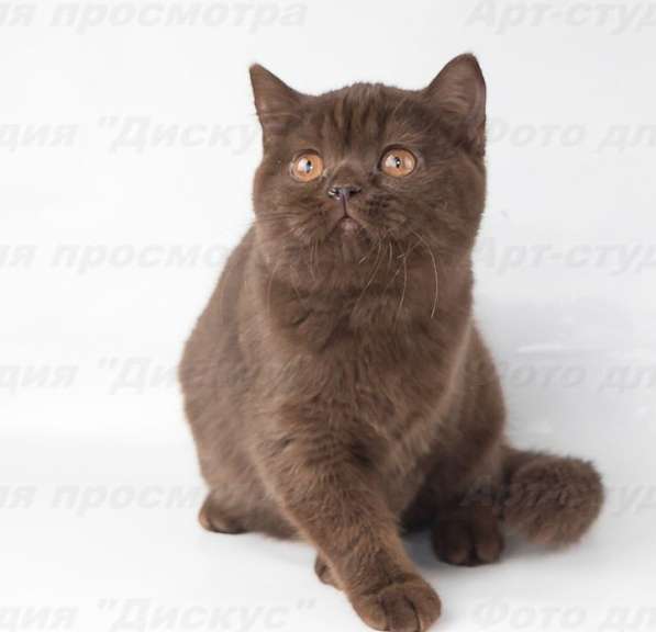 котенка шоколадного в Хабаровске фото 6