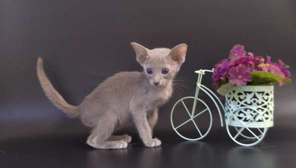 Ориентальная рыжая банда и лиловый мальчик в Москве фото 7