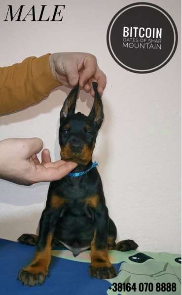 Доберман щенки в фото 5