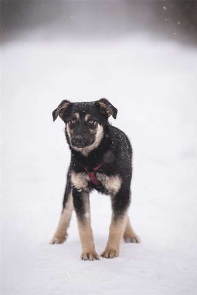 Добрый парень Роберт в добрые руки в Москве фото 18