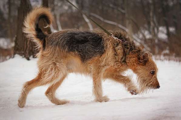 Мухтар ищет семью в Москве фото 38