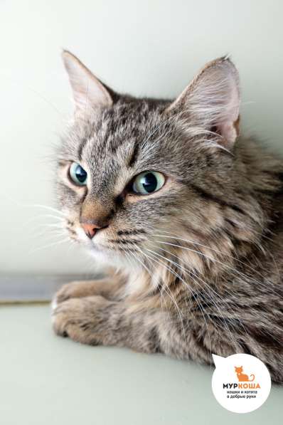 Разбитое сердце Майли