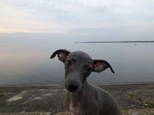 Italian greyhound. Левретка. Самая маленькая борзая в 