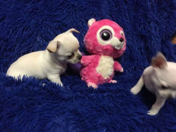 Щенки чихуахуа в Москве фото 9