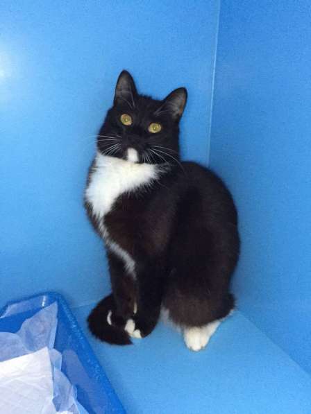 Ласковый котенок Барсик ищет дом! в Москве фото 6