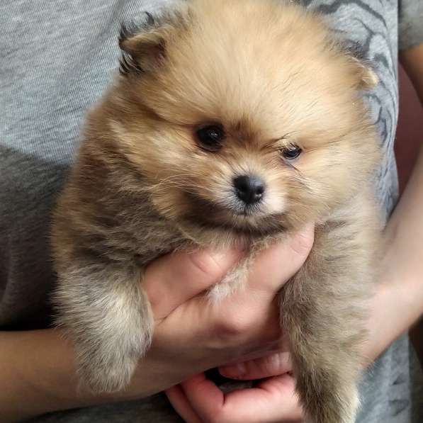 Щенки померанского шпица мальчики и девочки в фото 11