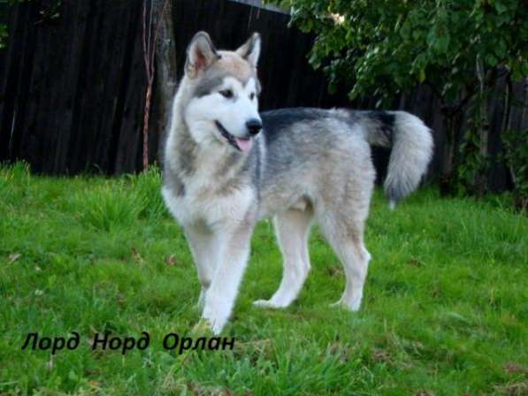 Перспективные щенки Аляскинского маламута