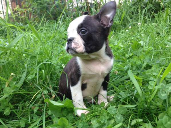 Бостон терьер - щенки от Чемпионов в Санкт-Петербурге фото 5