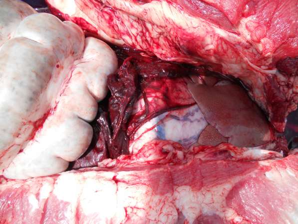 Котята Мейн-кун в