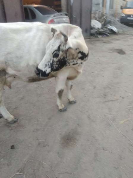 Продается дойная корова в Махачкале фото 3