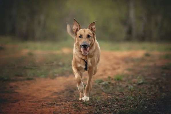Лавр ищет дом в Москве фото 48