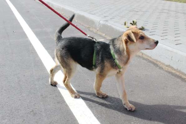 Умный и ласковый щенок, 5 месяцев в Санкт-Петербурге фото 3