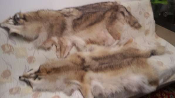 Продаю две выделанные шкуры волка в Белореченске фото 3