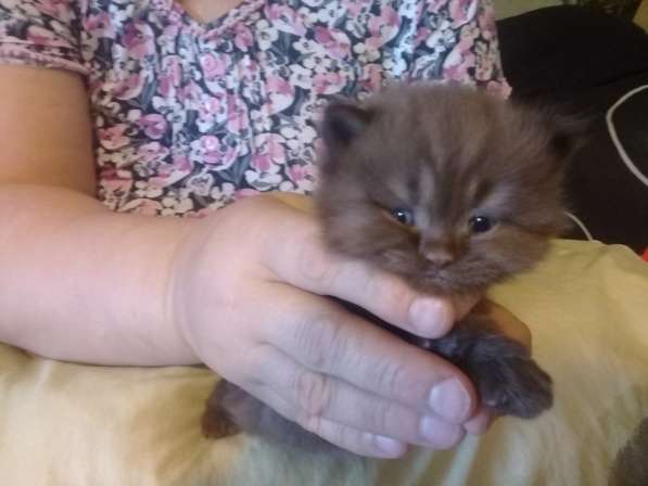 Шотландские котята в Санкт-Петербурге фото 32