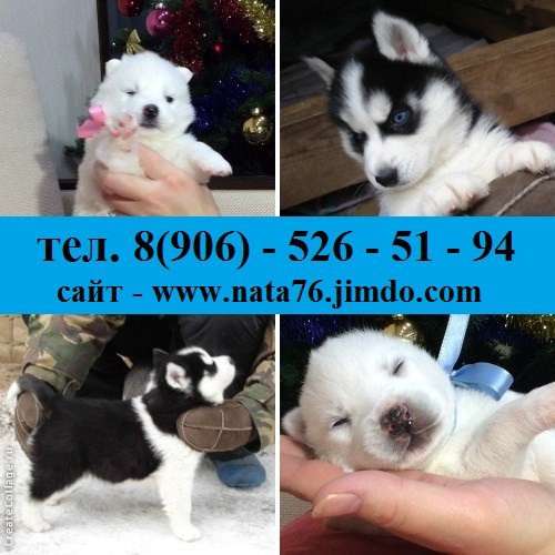 Щеночки хаски