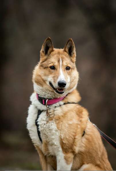 Мистер лучезарная улыбка Янтарь ищет дом в Москве фото 24