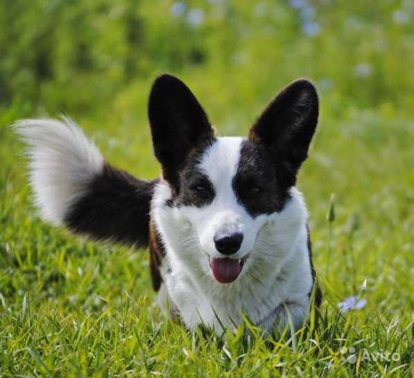 Вельш корги кардиган щенки предлагаем в Москве фото 8