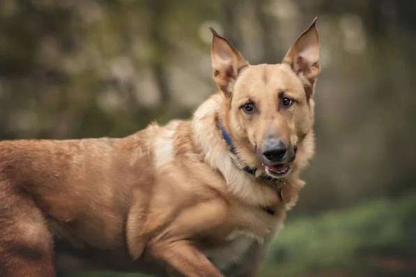 Лавр ищет дом в Москве фото 47