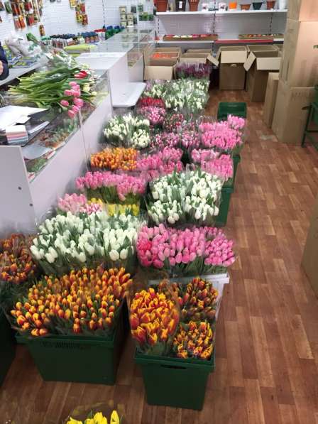 Тюльпаны оптом к 8 Марта не дорого в Смоленске