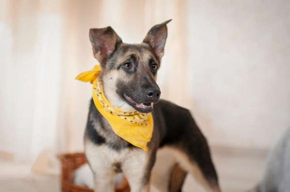 Добби мини овчарка в Москве фото 4