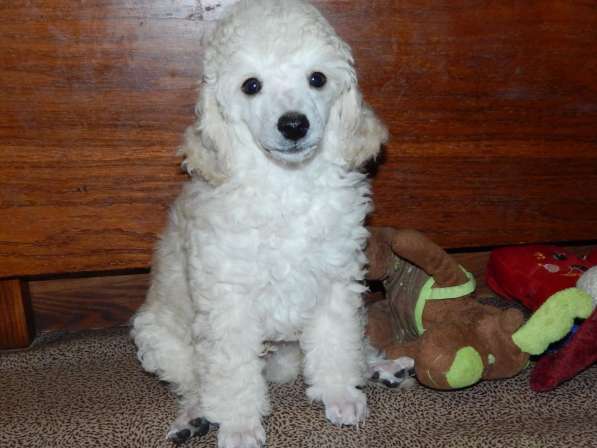 Poodle. Apricot and white boy's в фото 7