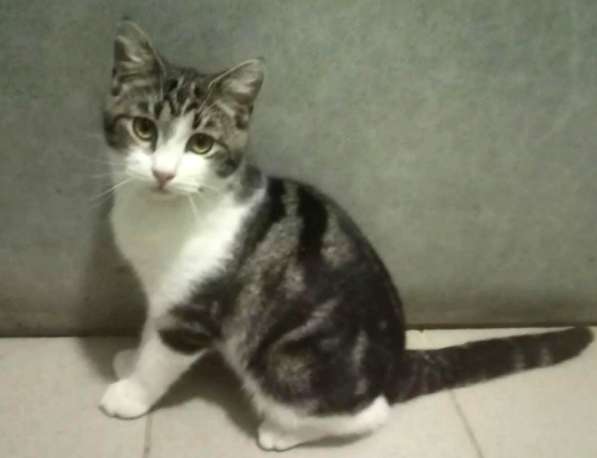 Котенок в добрые руки. Тошка-добрая душа в Москве фото 30