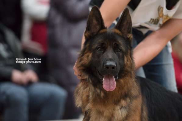 Щенки немецкой овчарки в Москве фото 7