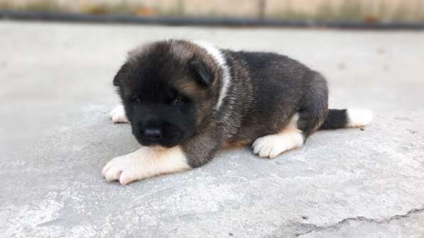 Американская Акита в Краснодаре фото 4