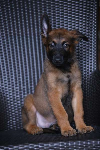 Щенки Малинуа в Москве фото 6
