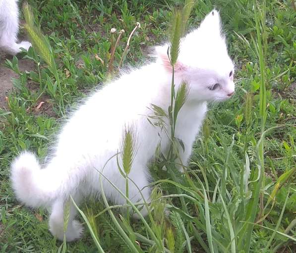 Очаровательный котёночек-мальчик - в заботливые руки в Багаевского фото 7