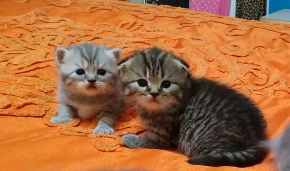 Шотландских породистых котят в фото 10