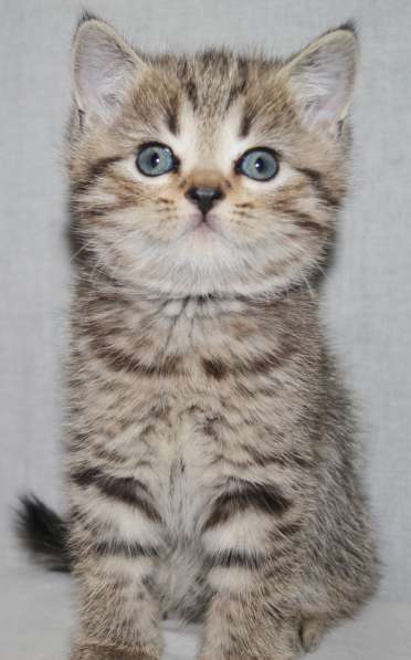 Кошечка британка в Подольске фото 4