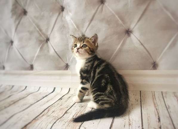 Шотландские котятки в Владимире фото 18