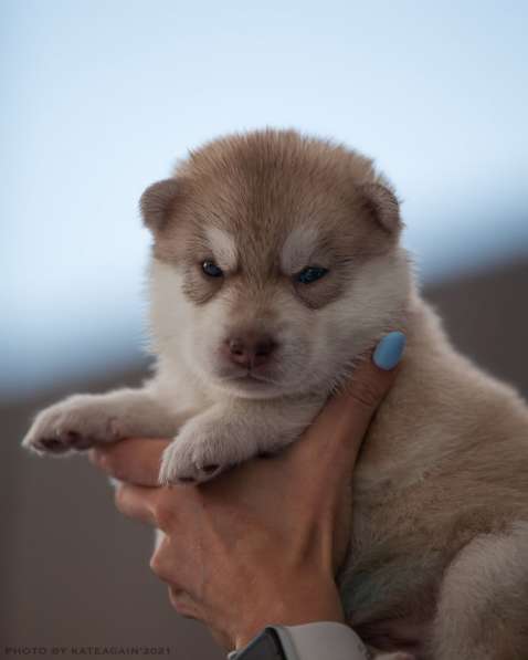 Щенки хаски ищут хозяев в Москве фото 4