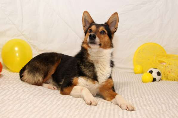 Малышка Лиса-Алиса в дар в Москве фото 4