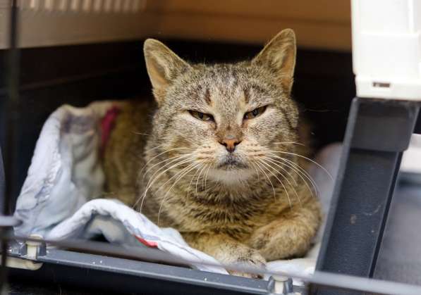 Милая Сардинка мечтает о доме и друге в Москве фото 3