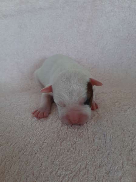 Милые мальчики и девочки Амстаффа резерв ркф в Москве фото 60