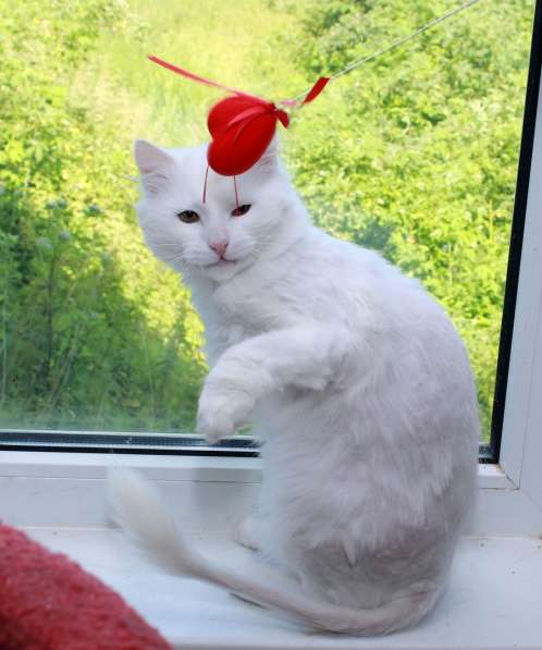 Кот в добрые руки. Пушистый Амур в Калуге фото 18